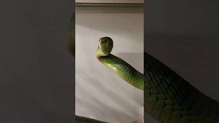 Boomslang Snake 🐍 fact shorts facts shortvideos snake [upl. by Arriat970]