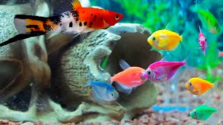 10 Hours of Stunning Aquarium Relax Music Beautiful Aquarium Relaxing Fish [upl. by Joaquin]