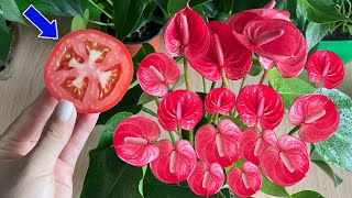 Just a slice of tomato Anthurium flowers bloom all four seasons  Natural Fertilizer [upl. by Alleirbag]