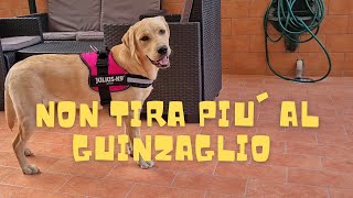 HO PRESO LA PETTORINA IL MIO CANE NON TIRA PIU AL GUINZAGLIO [upl. by Suqram483]