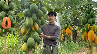 2 Years Alone in the Forest Harvesting papaya fruit to market sell Make nest chickens to lay eggs [upl. by Yessak296]