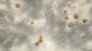 Sclerotium formation timelapse [upl. by Gabbi112]