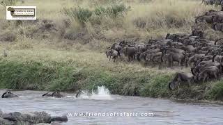 Tanzania Unveiled A Safari Spectacle with Friends of Safaris [upl. by Sivraj]