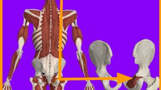 Obturstor Internus MuscleOriginInsertionActionBlood suppInnervationanatrelations gluteus [upl. by Yerdna866]