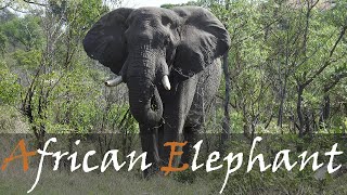 African Elephant Loxodonta africana Trumpeting Sounds Calls amp Animal Video  Elephants Swimming [upl. by Amoritta479]