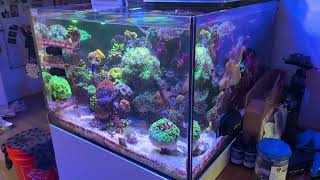 Waterbox 552 Reef Tank Update amp Tank Tour April 2024  RIP Alveopora [upl. by Thier761]