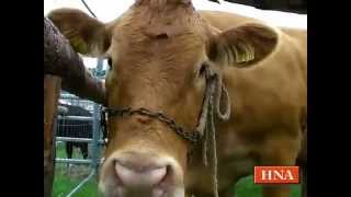 Tierschau beim Viehmarkt in Bad Wildungen [upl. by Sire]