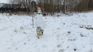 Darcy the English Setter VS Snowman [upl. by Boy]