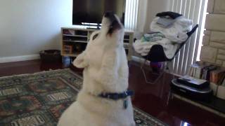 Siberian Husky Howling [upl. by Ecinej82]