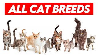 All Cat Breeds AZ Visual Guide to Feline Diversity [upl. by Nylednarb]