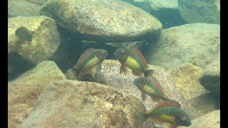 Tropheus moorii quotRed Rainbowquot at Kabimbwa [upl. by Ignacius]