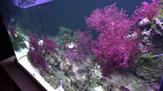 2018 150 Gallon Caribbean Macroalgae saltwater biotope aquarium [upl. by Lener869]