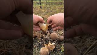 Harvest mushroom shorts mashroom vegetables [upl. by Lipman]