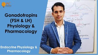 Endocrine Hormones part 7 Gonadotropins Hormones FSH amp LH Physiology amp Pharmacology [upl. by Osithe]