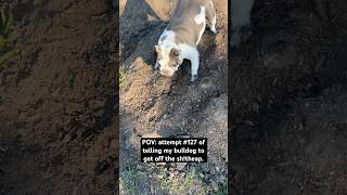 Bulldog ignoring owners multiple requests to get off dirty pile of poo bulldog englishbulldog [upl. by Kcirtapnaes364]