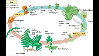 Gametophyte of pteridophytes [upl. by Neidhardt]