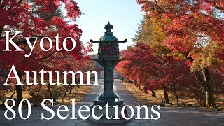 京都の紅葉80選  The 80 Best Autumn Leaves Spots In Kyoto [upl. by Eiramanitsirhc]