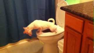 Dog Pees in the Toilet [upl. by Nema]