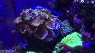 Coral Wars More Ricordea Yuma Aggression [upl. by Zul]