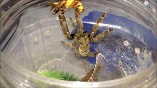 Tarantula Feeding Video 1 Scorpions Included [upl. by Willin]