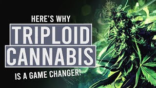 Triploid Cannabis Why Everyone’s Talking About It [upl. by Ednyl]