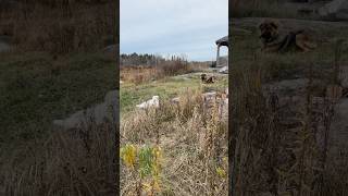 Puppies playing livestockguardiandog maremma puppy dog doglover foryou farming farmer farm [upl. by Nangatrad]