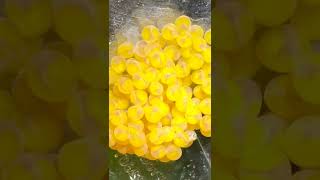 Rescuing Bristlenose Pleco Eggs [upl. by Steffi84]