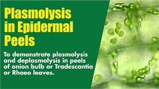 Plasmolysis in epidermal peels [upl. by Hazmah]