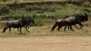 Wildebeest Migration [upl. by Sergio157]