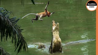 This Monkey Jumps Straight Into a Crocodiles Trap [upl. by Moreno182]