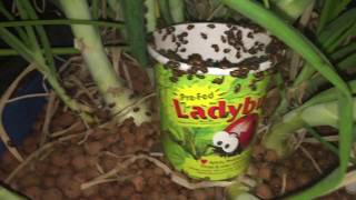 Killing Aphids with Killer Ladybugs [upl. by Pitchford354]