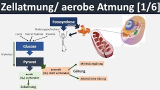 Zellatmung  aerobe Atmung  Überblick amp Zusammenfassung 16  Biologie Oberstufe [upl. by Krishnah782]