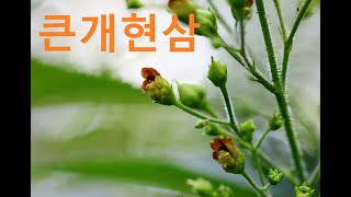 큰개현삼Kakuda Figwort [upl. by Willner]