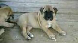 Bullmastiff puppies [upl. by Sorce]