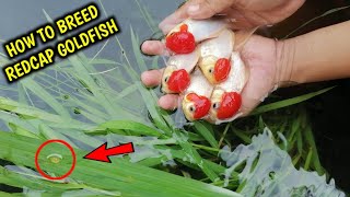 How to breed goldfish redcap  Natural breeding  Redcap Oranda Goldfish [upl. by Llebpmac]