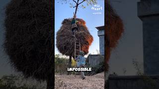 Why Wrap Trees with Rice Straw [upl. by Aserret]