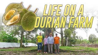 Inside a Durian Farm In Pahang Farm To Table [upl. by Chery]