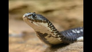 King Cobra and What to do if got bitten by one [upl. by Trinatte]