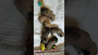 Cairn Terrier Puppies [upl. by Prince]