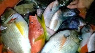 NIGHT SPEARFISHING EP90 late upload sa masagang bahura [upl. by Eibber]