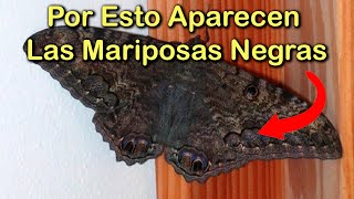 SINGIFICADO EMOCIONAL por el que APARECEN MARIPOSAS NEGRAS en el HOGAR 🦋Las PLAGAS y la CASA ENFERMA [upl. by Eniahpets763]