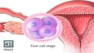 How The Embryo Develops After Fertilisation  Human Development Animation  Zygote Cell Division Vid [upl. by Nancie]