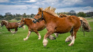 1 HOUR of HAPPY HORSES to Make Your Day Better [upl. by Bainter]