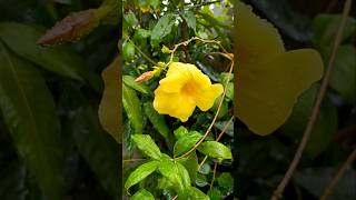 Allamanda  Flowers  Plants mygarden shorts [upl. by Lebasi]