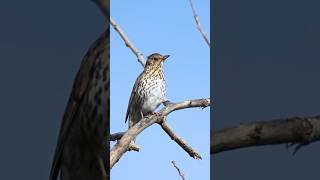 Amazing Song Thrush Singing  Mesmerizing Melodies In Nature wildlifefilmmakerwildlifefilmmaking [upl. by Recneps]