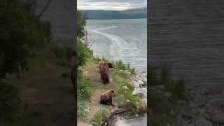 You can tell which grizzly cub is more of the rebel 😆 alaska wildlife grizzlies [upl. by Anaiviv661]