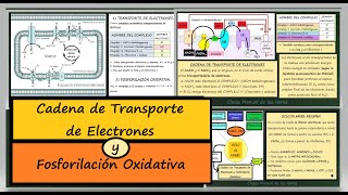 Cadena de Transporte de Electrones y Fosforilación Oxidativa Biología 2 Bachillerato Catabolismo [upl. by Berlin]