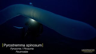 Impressive Pyrosome  Underwater Canaries [upl. by Akamahs846]