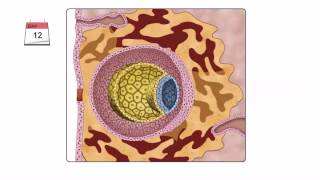 General Embryology  Detailed Animation On Second Week Of Development [upl. by Eduardo]