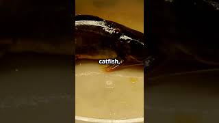 10 Surprising Facts About Catfish [upl. by Peta]